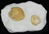 Two Lovenia Sea Urchin Fossil - Beaumaris, Australia #22187-1